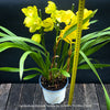 Cymbidium Hybride Yellow Orchid, yellow flowering and fragrant orchid, organically grown tropical plants for sale at TOMs FLOWer CLUB
