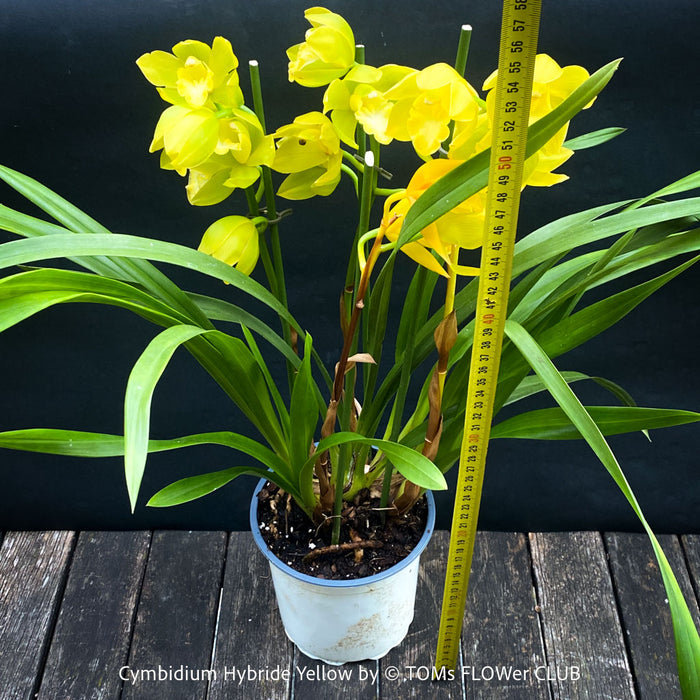 Cymbidium Hybride Yellow Orchid, yellow flowering and fragrant orchid, organically grown tropical plants for sale at TOMs FLOWer CLUB