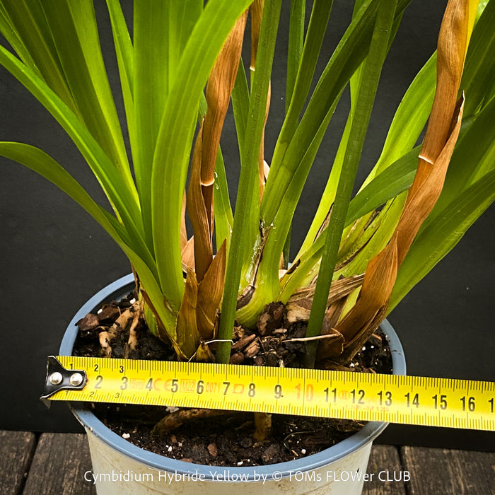 Cymbidium Hybride Yellow Orchid, yellow flowering and fragrant orchid, organically grown tropical plants for sale at TOMs FLOWer CLUB