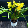 Cymbidium Hybride Yellow Orchid, yellow flowering and fragrant orchid, organically grown tropical plants for sale at TOMs FLOWer CLUB