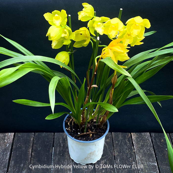 Cymbidium Hybride Yellow Orchid, yellow flowering and fragrant orchid, organically grown tropical plants for sale at TOMs FLOWer CLUB