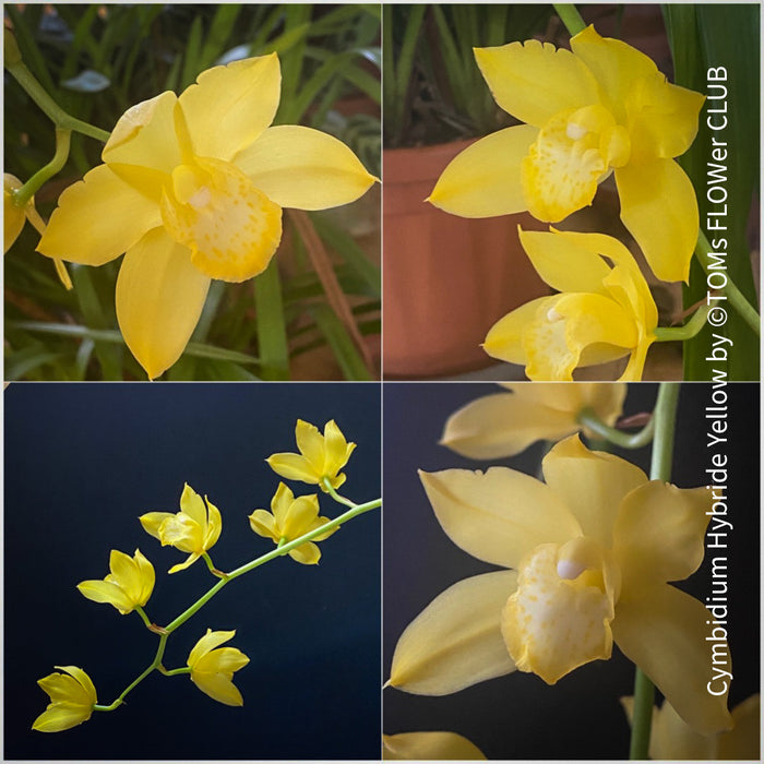 Cymbidium Hybride Yellow Orchid, yellow flowering orchid, organically grown tropical plants for sale at TOMs FLOWer CLUB