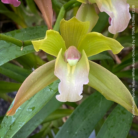 Cymbidium Hybride Yellow-White-Roseo Orchid, flowering orchid, organically grown tropical plants for sale at TOMsFLOWer CLUB