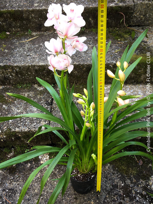 Cymbidium Pink Bell Orchid, white pink flowering orchid, organically grown tropical plants for sale at TOMs FLOWer CLUB