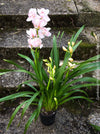 Cymbidium Pink Bell Orchid, white pink flowering orchid, organically grown tropical plants for sale at TOMs FLOWer CLUB