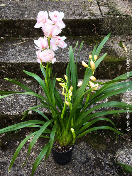 Cymbidium Pink Bell Orchid, white pink flowering orchid, organically grown tropical plants for sale at TOMs FLOWer CLUB