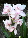 Cymbidium Pink Bell Orchid, white pink flowering orchid, organically grown tropical plants for sale at TOMs FLOWer CLUB