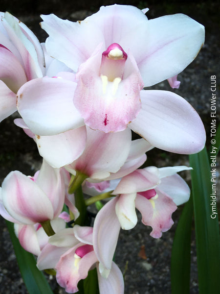 Cymbidium Pink Bell Orchid, white pink flowering orchid, organically grown tropical plants for sale at TOMs FLOWer CLUB