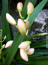 Cymbidium Pink Bell Orchid, white pink flowering orchid, organically grown tropical plants for sale at TOMs FLOWer CLUB