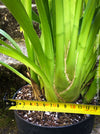 Cymbidium Pink Bell Orchid, white pink flowering orchid, organically grown tropical plants for sale at TOMs FLOWer CLUB