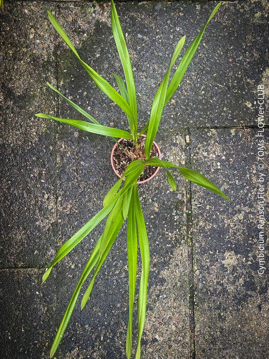 Cymbidium Hybride, Cymbidium Ranson Flor, yellow brown flowering orchid, organically grown tropical plants for sale at TOMs FLOWer CLUB