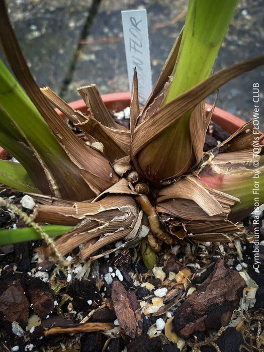 Cymbidium Hybride, Cymbidium Ranson Flor, yellow brown flowering orchid, organically grown tropical plants for sale at TOMs FLOWer CLUB