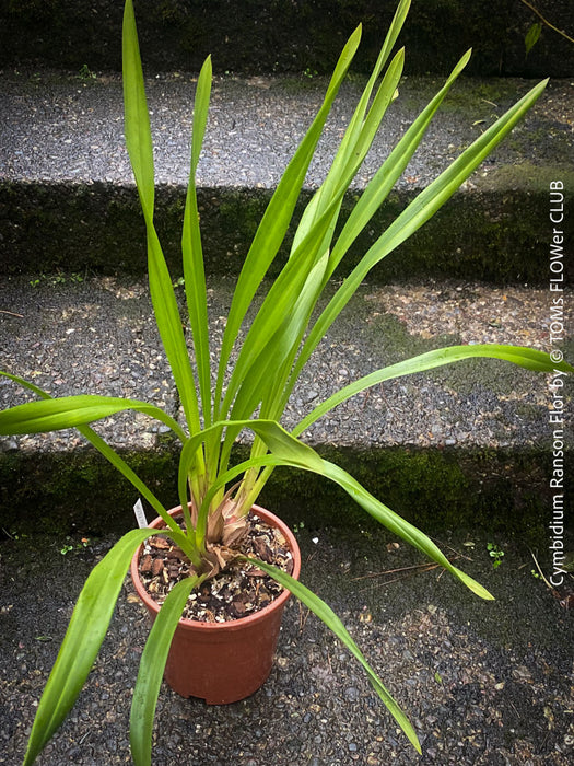 Cymbidium Hybride, Cymbidium Ranson Flor, yellow brown flowering orchid, organically grown tropical plants for sale at TOMs FLOWer CLUB