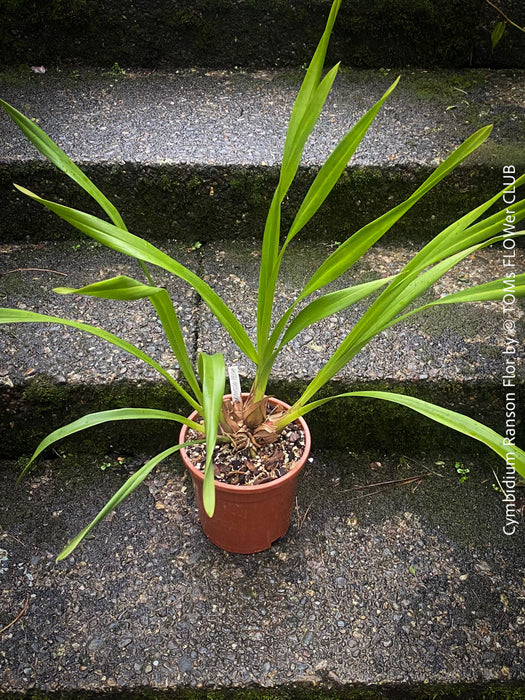 Cymbidium Hybride, Cymbidium Ranson Flor, yellow brown flowering orchid, organically grown tropical plants for sale at TOMs FLOWer CLUB