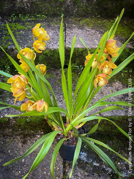 Cymbidium Hybride, Cymbidium Ranson Flor, yellow brown flowering orchid, organically grown tropical plants for sale at TOMs FLOWer CLUB