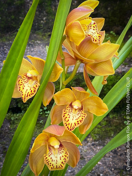 Cymbidium Hybride, Cymbidium Ranson Flor, yellow brown flowering orchid, organically grown tropical plants for sale at TOMs FLOWer CLUB