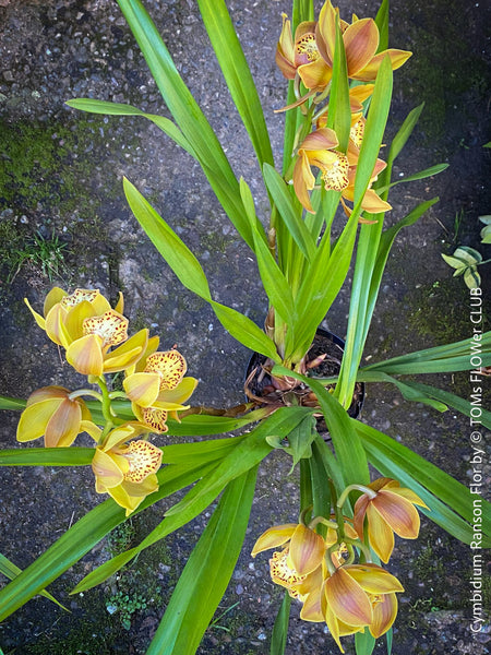 Cymbidium Hybride, Cymbidium Ranson Flor, yellow brown flowering orchid, organically grown tropical plants for sale at TOMs FLOWer CLUB