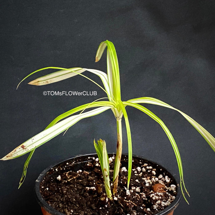 Cyperus Alternifolius Albo Variegata, organically grown tropical plants for sale at TOMs FLOWer CLUB.