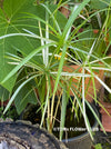 Cyperus Alternifolius Albo Variegata, organically grown tropical plants for sale at TOMs FLOWer CLUB.
