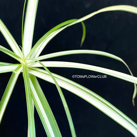 Cyperus Alternifolius Albo Variegata, organically grown tropical plants for sale at TOMs FLOWer CLUB.