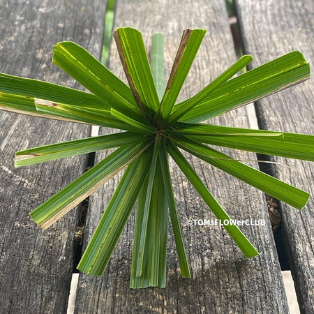 Cyperus Alternifolius, cutting, Papyrus, organically grown tropical plants for sale at TOMs FLOWer CLUB.