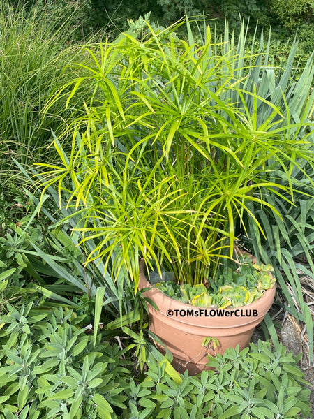 Cyperus Alternifolius, water plant, pond plant, Papyrus, organically grown tropical plants for sale at TOMs FLOWer CLUB.