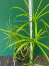 Cyperus Alternifolius, glas pot, Glasvase, urban jungle, Teichpflanze, water plant, Papyrus, Zyperngras, organically grown tropical plants for sale at TOMsFLOWer CLUB, cat friendly plant, Katzenfreundlich, pet friendly