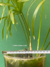 Cyperus Alternifolius, glas pot, Glasvase, urban jungle, Teichpflanze, water plant, Papyrus, Zyperngras, organically grown tropical plants for sale at TOMsFLOWer CLUB, cat friendly plant, Katzenfreundlich, pet friendly