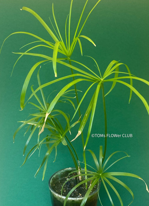 Cyperus Alternifolius, glas pot, Glasvase, urban jungle, Teichpflanze, water plant, Papyrus, Zyperngras, organically grown tropical plants for sale at TOMsFLOWer CLUB, cat friendly plant, Katzenfreundlich, pet friendly