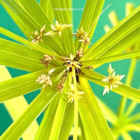 Cyperus Alternifolius, glas pot, Glasvase, urban jungle, Teichpflanze, water plant, Papyrus, Zyperngras, organically grown tropical plants for sale at TOMsFLOWer CLUB, cat friendly plant, Katzenfreundlich, pet friendly