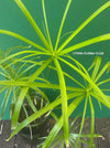 Cyperus Alternifolius, glas pot, Glasvase, urban jungle, Teichpflanze, water plant, Papyrus, Zyperngras, organically grown tropical plants for sale at TOMs FLOWer CLUB, cat friendly plant, Katzenfreundlich, pet friendly