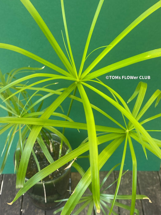 Cyperus Alternifolius, glas pot, Glasvase, urban jungle, Teichpflanze, water plant, Papyrus, Zyperngras, organically grown tropical plants for sale at TOMs FLOWer CLUB, cat friendly plant, Katzenfreundlich, pet friendly