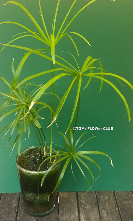 Cyperus Alternifolius, glas pot, Glasvase, urban jungle, Teichpflanze, water plant, Papyrus, Zyperngras, organically grown tropical plants for sale at TOMs FLOWer CLUB, cat friendly plant, Katzenfreundlich, pet friendly