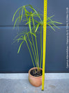 Cyperus Alternifolius, water plant, pond plant, Papyrus, organically grown tropical plants for sale at TOMs FLOWer CLUB.