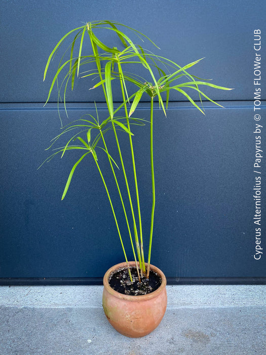 Cyperus Alternifolius, water plant, pond plant, Papyrus, organically grown tropical plants for sale at TOMs FLOWer CLUB.