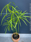 Cyperus Alternifolius, water plant, pond plant, Papyrus, organically grown tropical plants for sale at TOMs FLOWer CLUB.