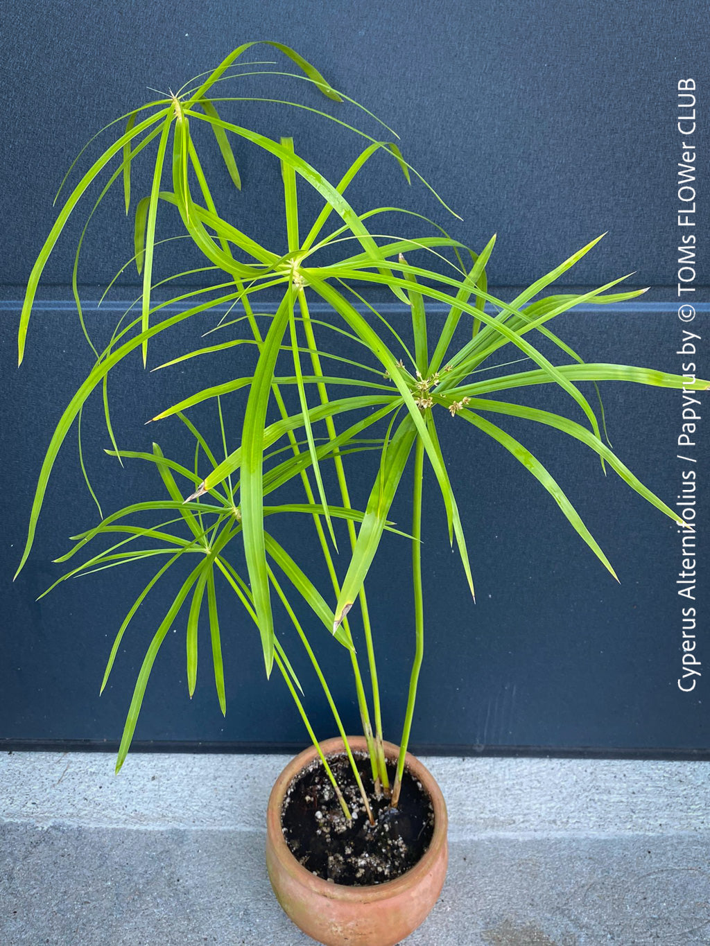 papyrus plant indoors Cyperus Alternifolius in clay pot | organically grown tropical plants