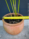 Cyperus Alternifolius, water plant, pond plant, Papyrus, organically grown tropical plants for sale at TOMs FLOWer CLUB.