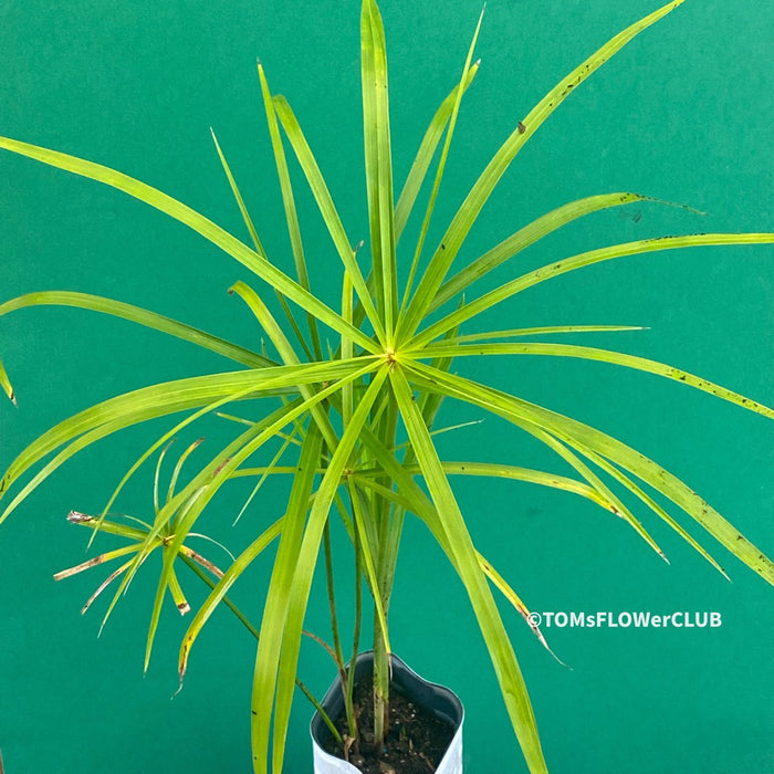 Cyperus Alternifolius, Zyperngras, Zyperns, Papyrus, Katzengras, organically grown tropical plants for sale at TOMs FLOWer CLUB.