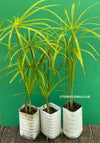 Cyperus Alternifolius, Zyperngras, Zyperns, Papyrus, Katzengras, organically grown tropical plants for sale at TOMs FLOWer CLUB.