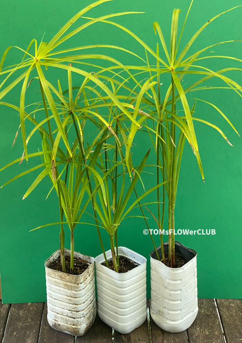 Cyperus Alternifolius, Zyperngras, Zyperns, Papyrus, Katzengras, organically grown tropical plants for sale at TOMs FLOWer CLUB.