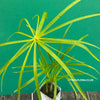 Cyperus Alternifolius, Zyperngras, Zyperns, Papyrus, Katzengras, organically grown tropical plants for sale at TOMs FLOWer CLUB.