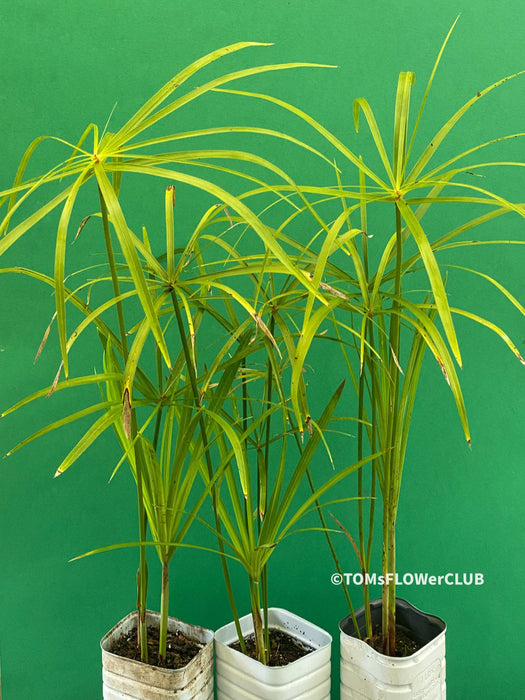 Cyperus Alternifolius, Zyperngras, Zyperns, Papyrus, Katzengras, organically grown tropical plants for sale at TOMs FLOWer CLUB.