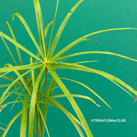 Cyperus Alternifolius, Zyperngras, Zyperns, Papyrus, Katzengras, organically grown tropical plants for sale at TOMs FLOWer CLUB.