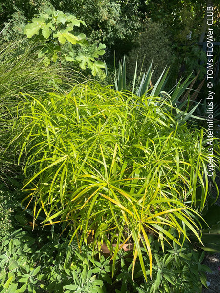 Cyperus Alternifolius, Zyperngras, Zyperns, Papyrus, Katzengras, organically grown tropical plants for sale at TOMs FLOWer CLUB.