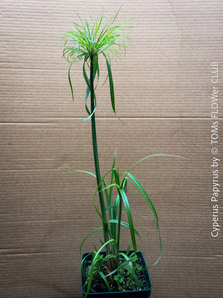 Cyperus Papyrus, Katzenfreundliche Pflanzen, cat friendly, organically grown tropical plants for sale at TOMs FLOWer CLUB.