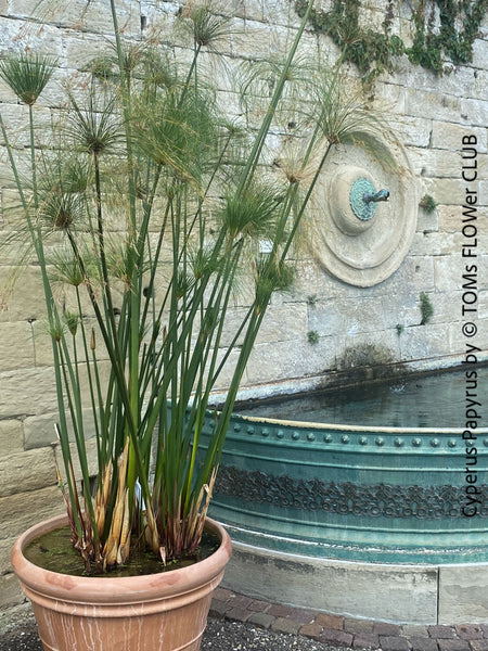 Cyperus Papyrus, Katzenfreundliche Pflanzen, cat friendly, organically grown tropical plants for sale at TOMs FLOWer CLUB.