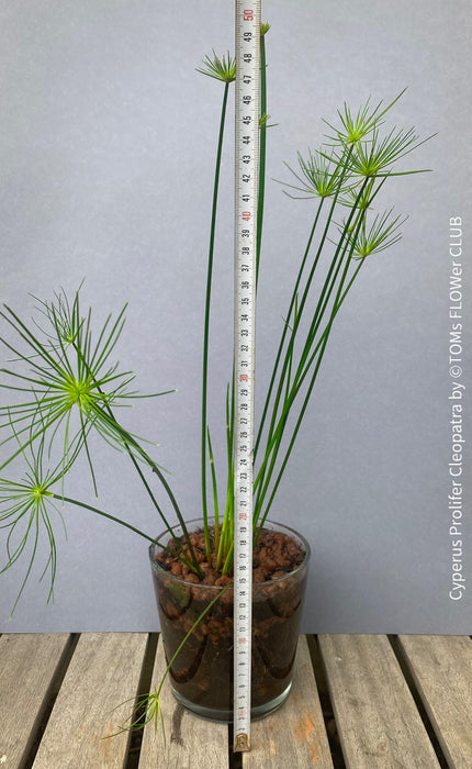 Cyperus Prolifer Cleopatra, Dwarf Papyrus in glas vase, Cyperus Alternifolius, glas pot, Glasvase, urban jungle, Teichpflanze, water plant, Papyrus, Zyperngras, organically grown tropical plants for sale at TOMsFLOWer CLUB, cat friendly plant, Katzenfreundlich, pet friendly