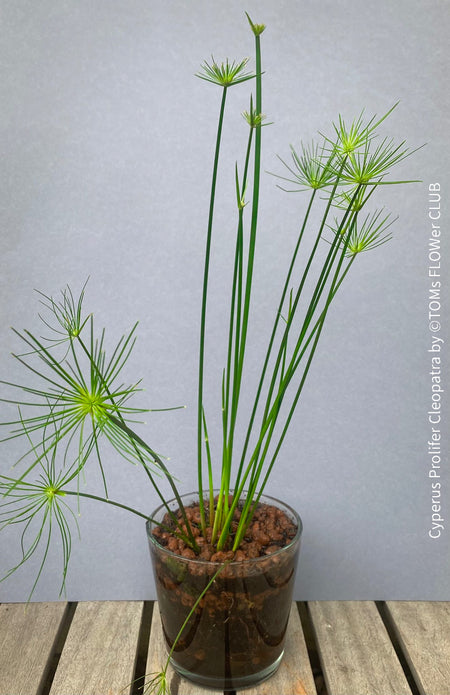 Cyperus Prolifer Cleopatra, Dwarf Papyrus in glas vase, Cyperus Alternifolius, glas pot, Glasvase, urban jungle, Teichpflanze, water plant, Papyrus, Zyperngras, organically grown tropical plants for sale at TOMsFLOWer CLUB, cat friendly plant, Katzenfreundlich, pet friendly