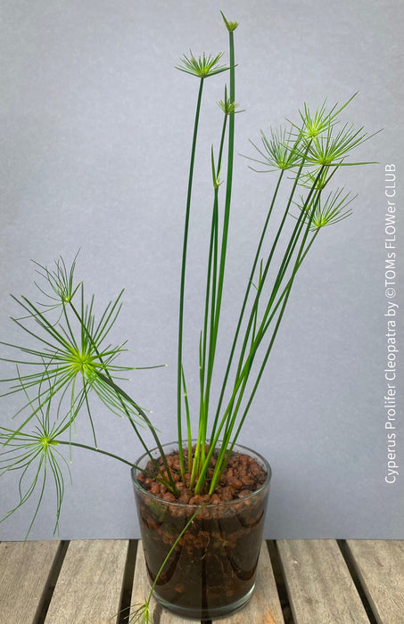 Cyperus Prolifer Cleopatra, Dwarf Papyrus in glas vase, Cyperus Alternifolius, glas pot, Glasvase, urban jungle, Teichpflanze, water plant, Papyrus, Zyperngras, organically grown tropical plants for sale at TOMsFLOWer CLUB, cat friendly plant, Katzenfreundlich, pet friendly